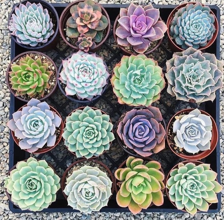 succulents
