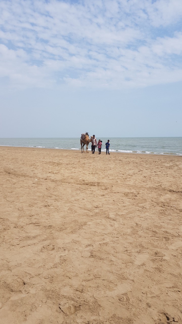kids riding camel at beach