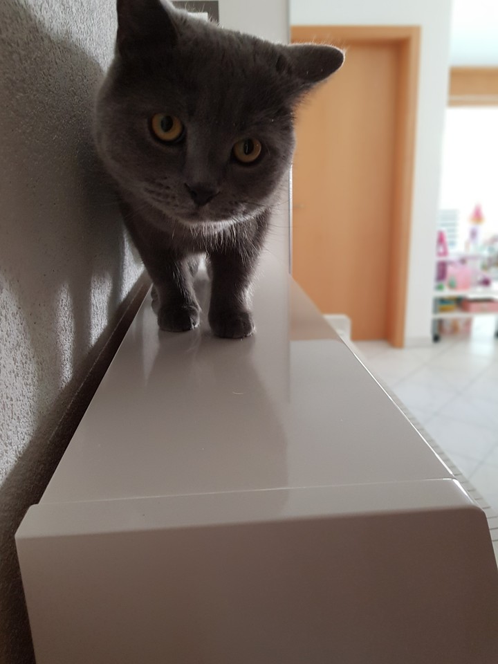 cute cat on piano