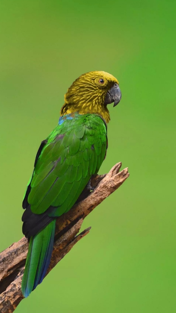 Parrot...