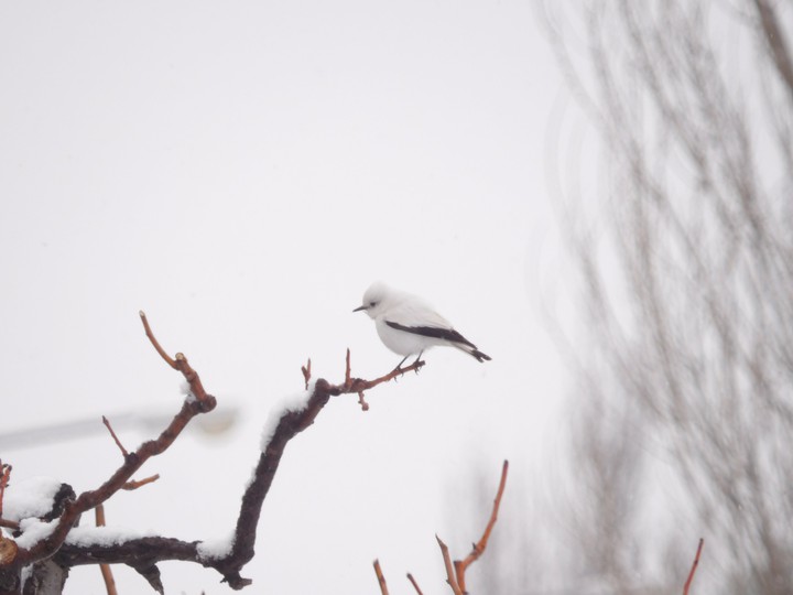 bird ?