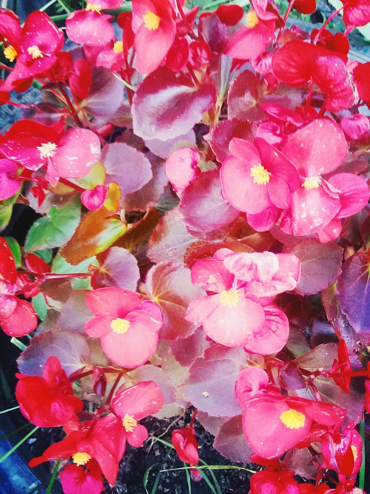 Autumn garden