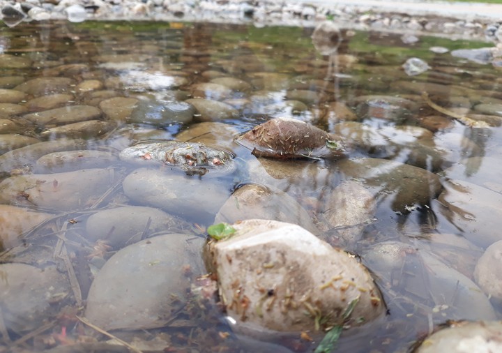 stone in the water