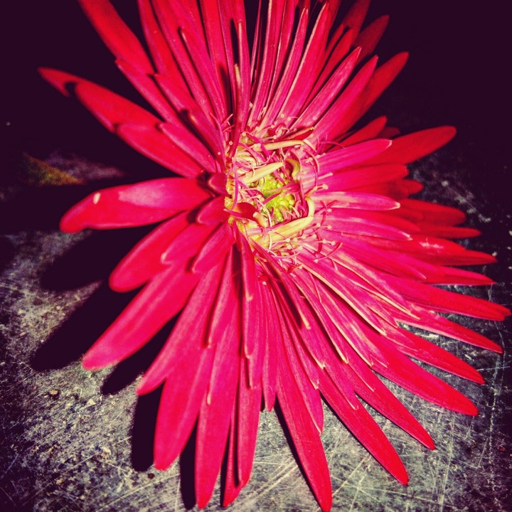 flower