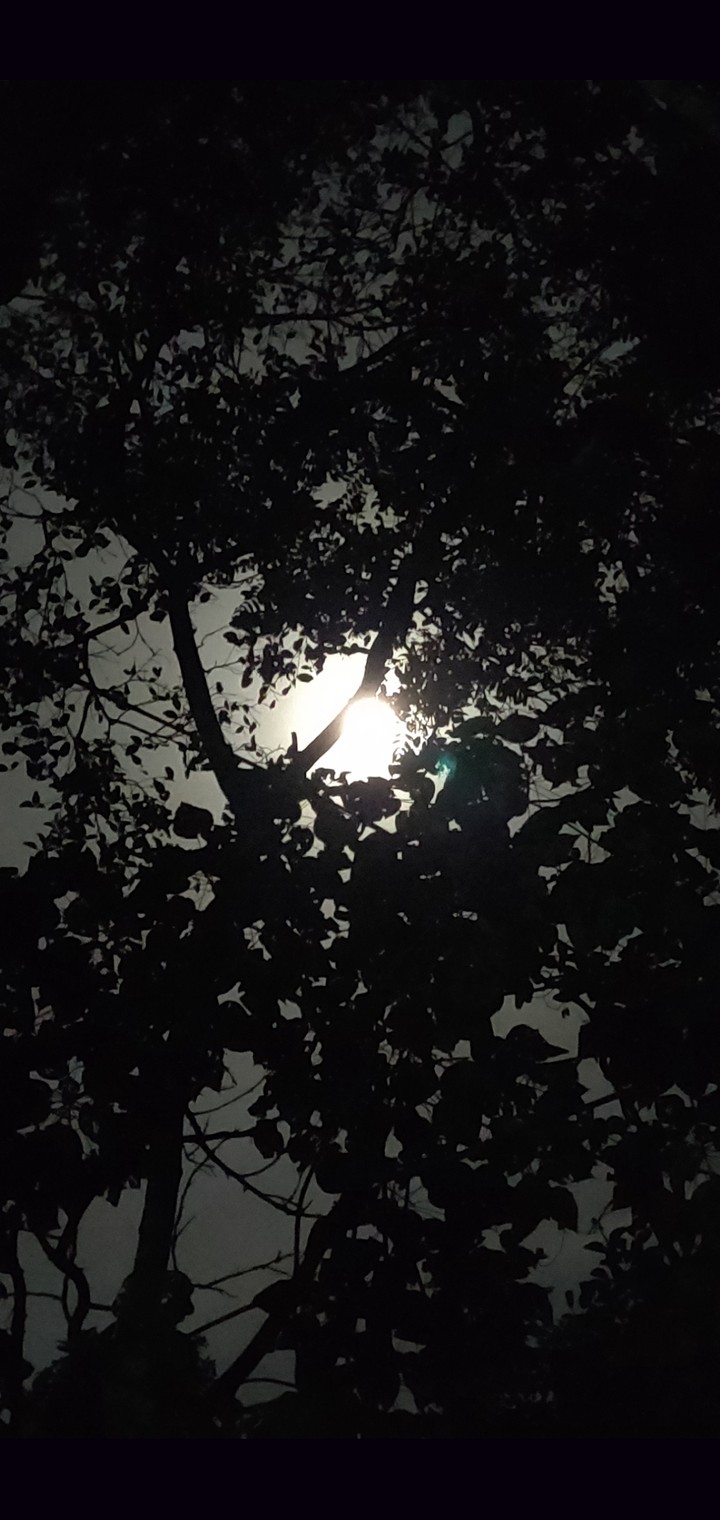 moon peeping through trees