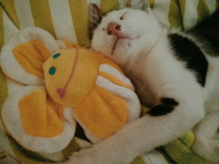 Kutty and the flower