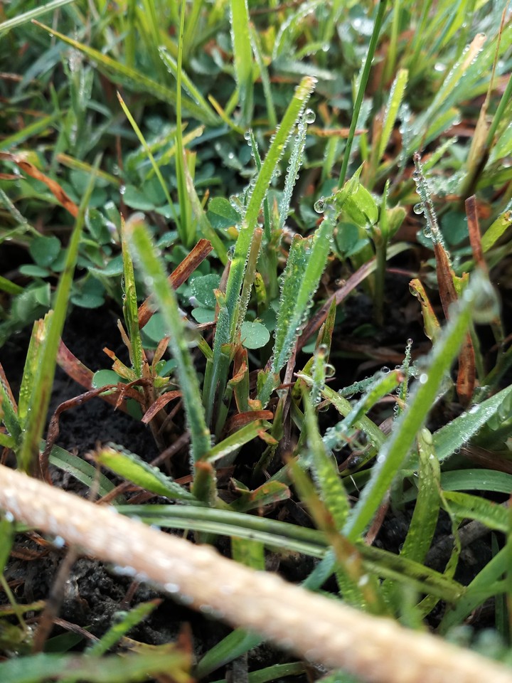 grass