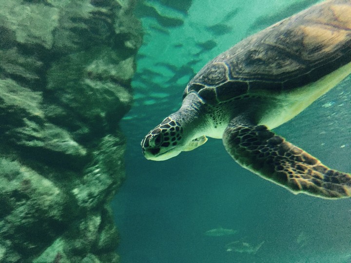 turtle