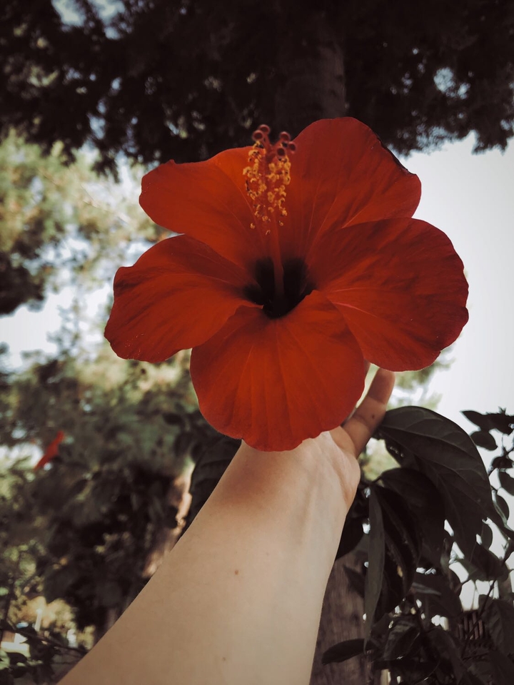 flowers