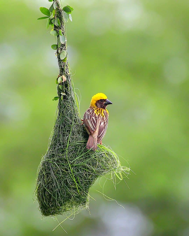 birds