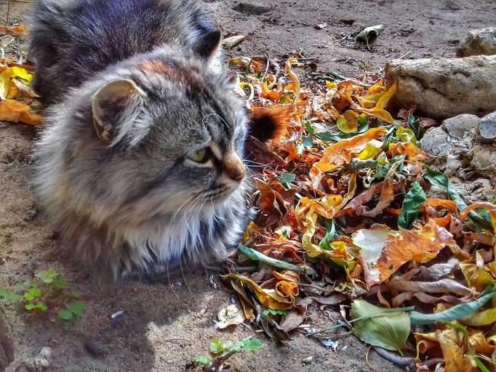 cat