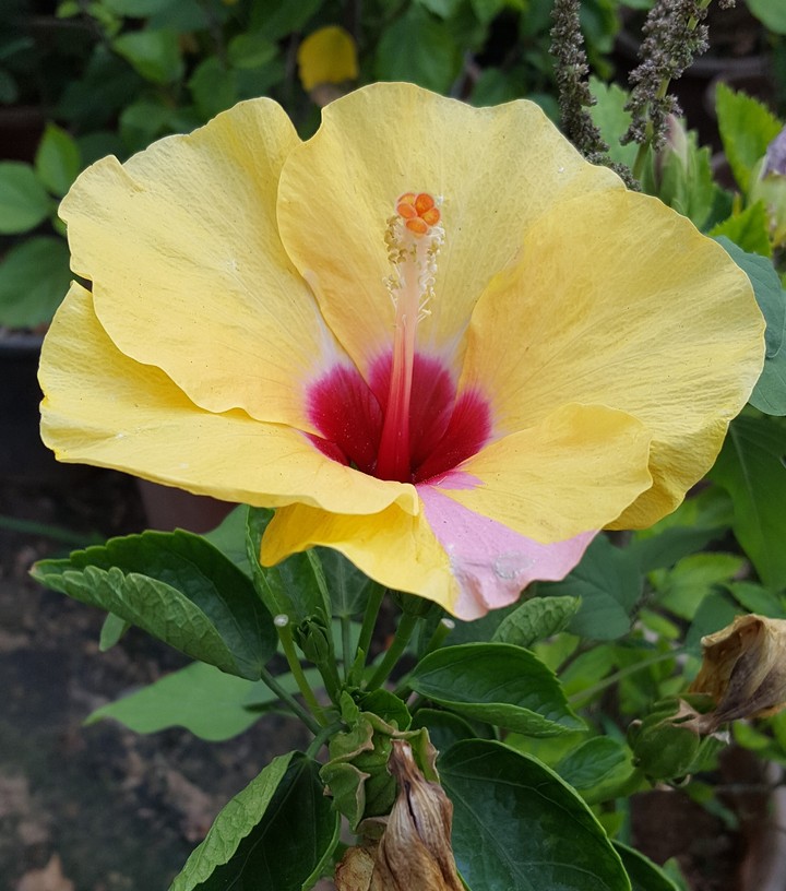 flower