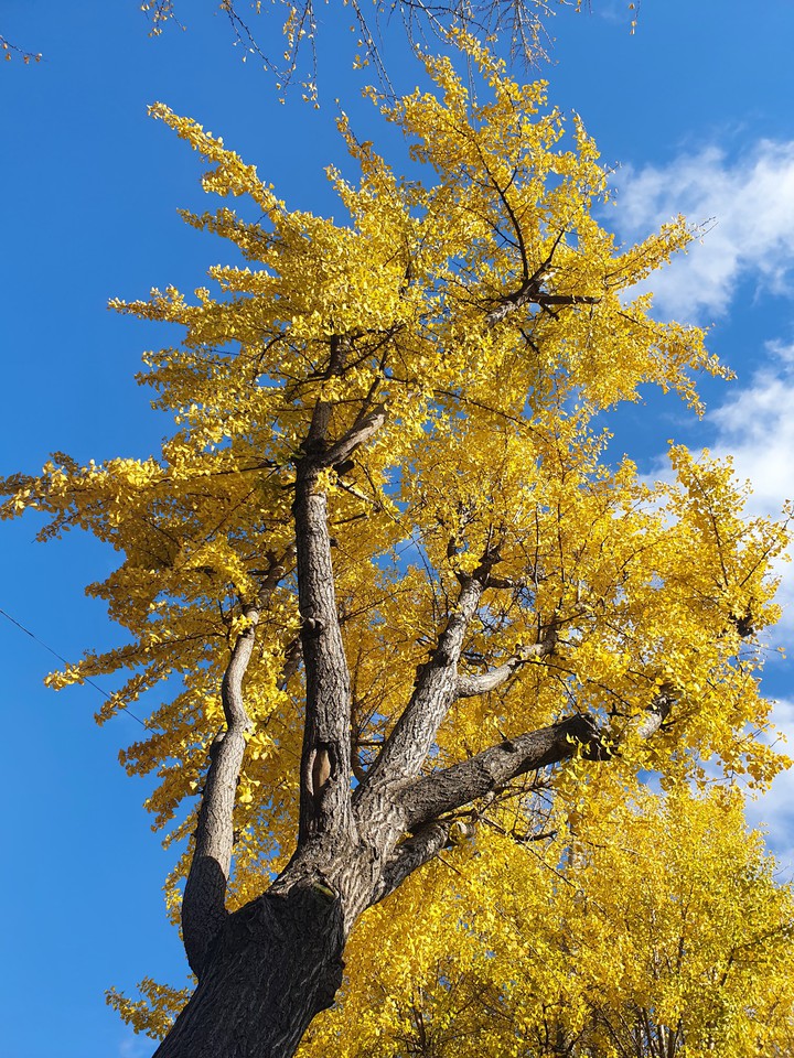 ginkgo 은행나무