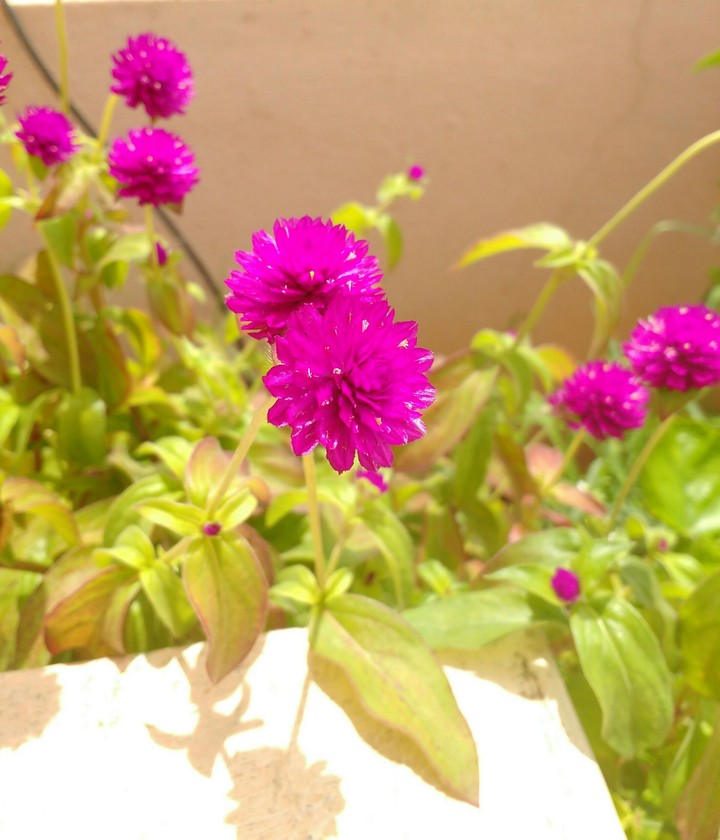 flower