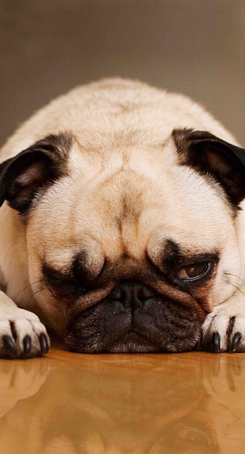 pug