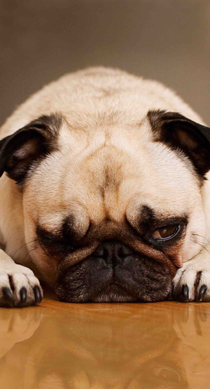 pug