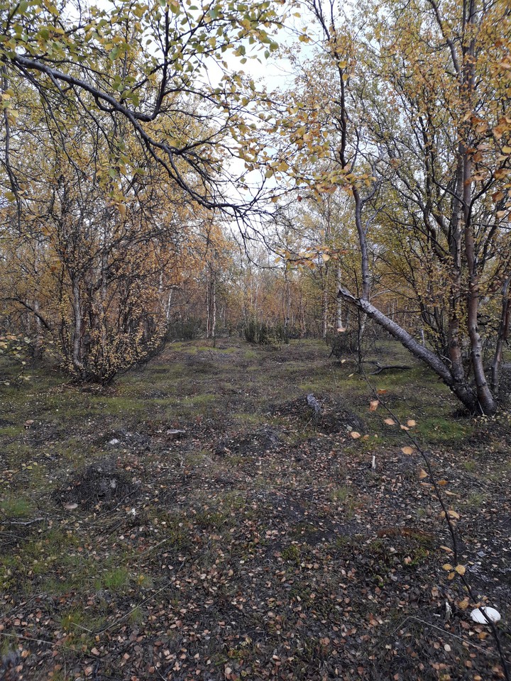 Северные леса