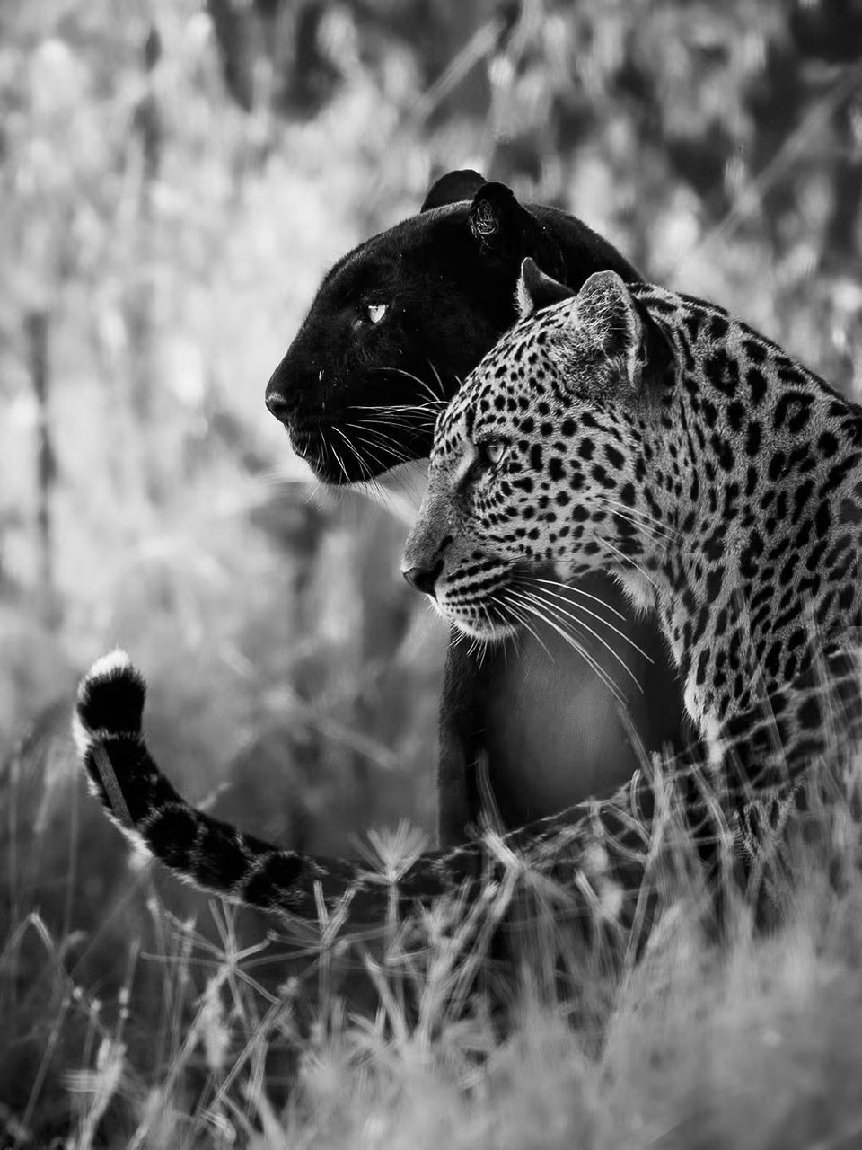 fondos de pantalla wildlife, felidae