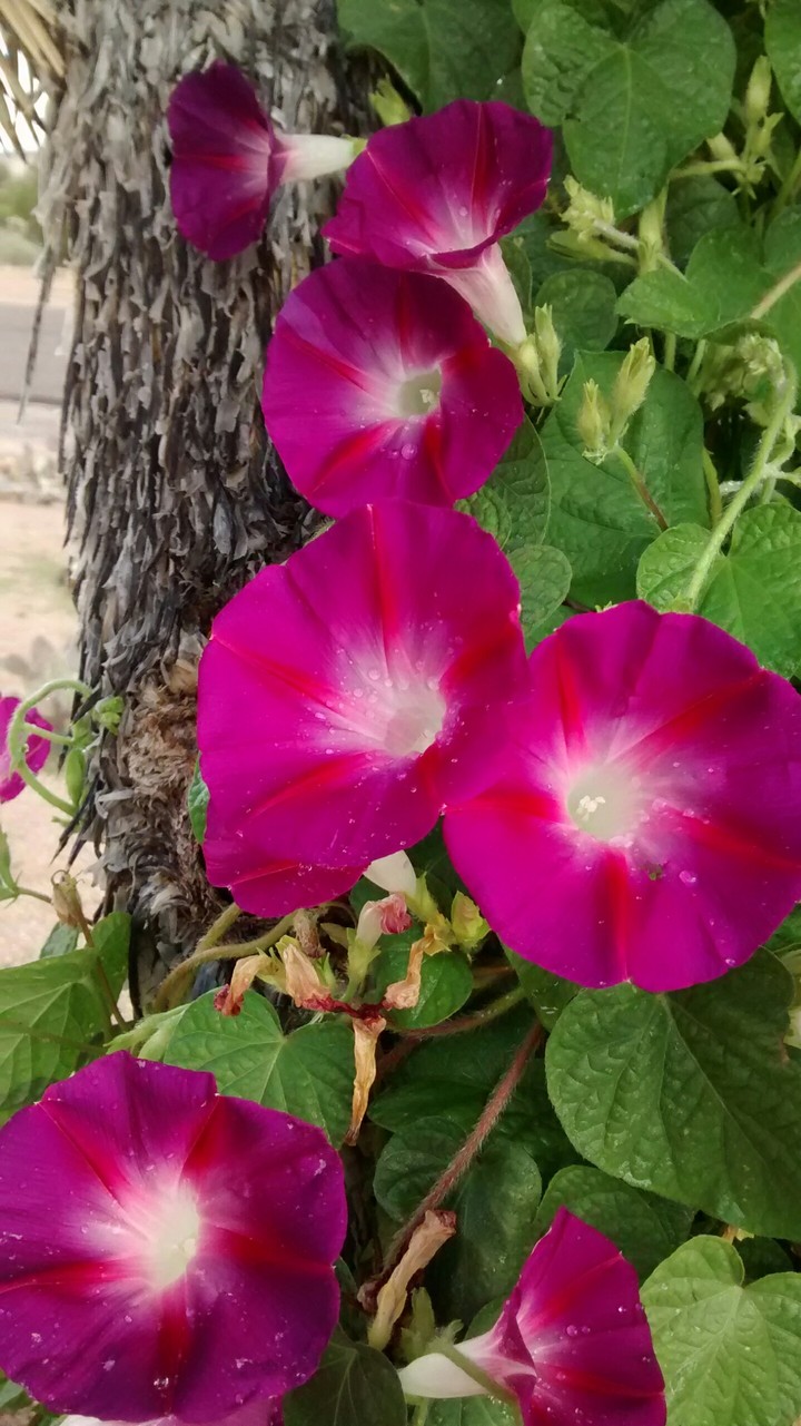 Morning Glories on a Joshua Tree