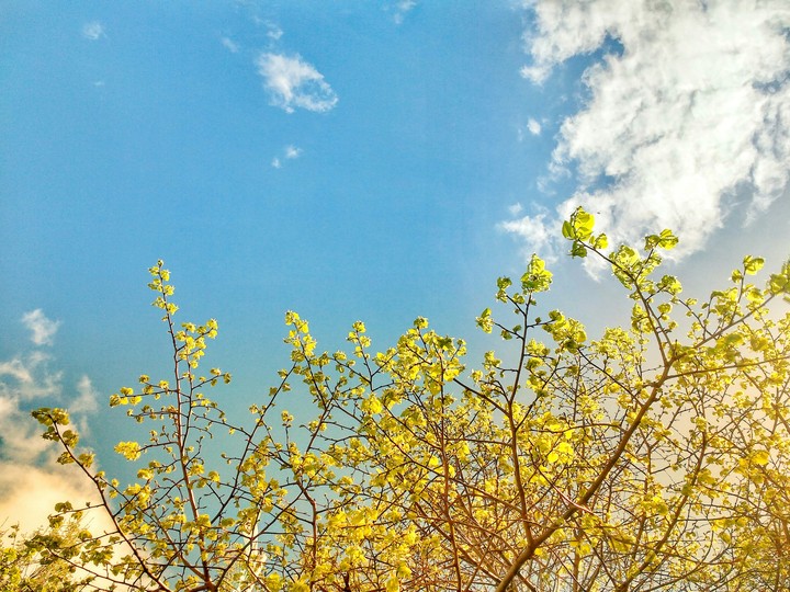 Hojas de Árbol - Primavera