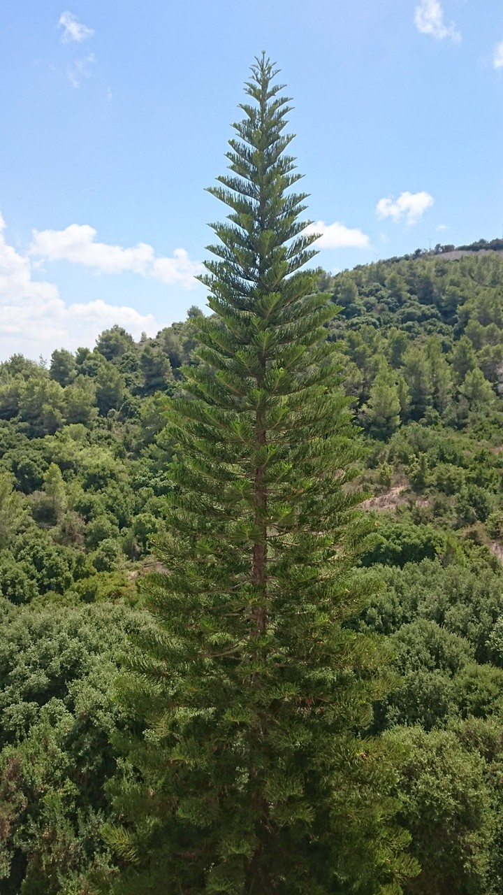 Beautiful tree