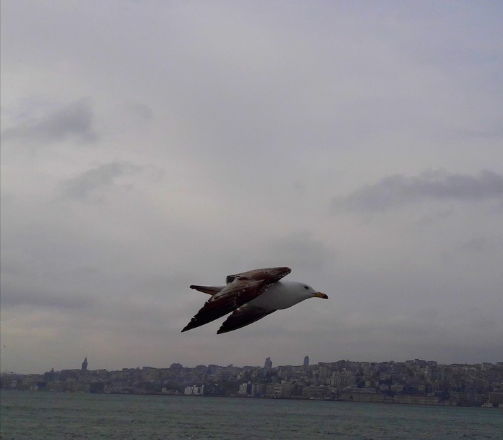Gull