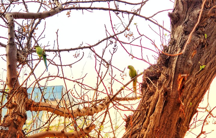 parrots
