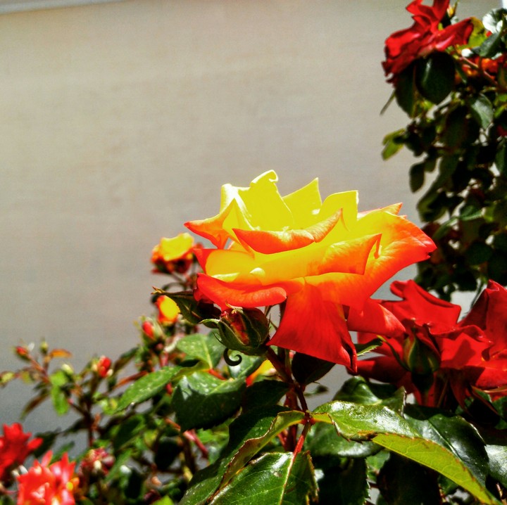 flowers