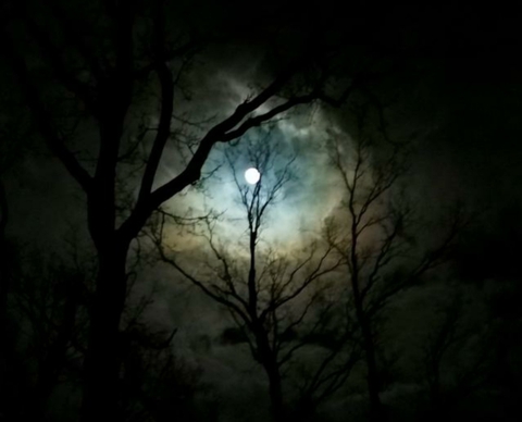 nachts im wald