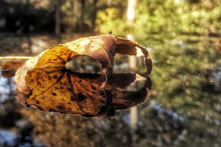 Leaf reflection