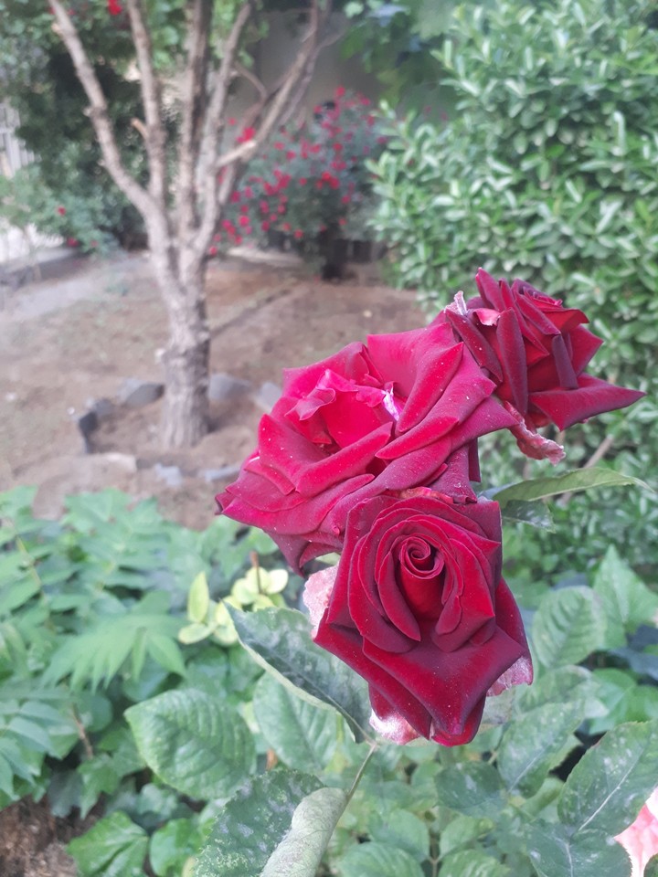 rose