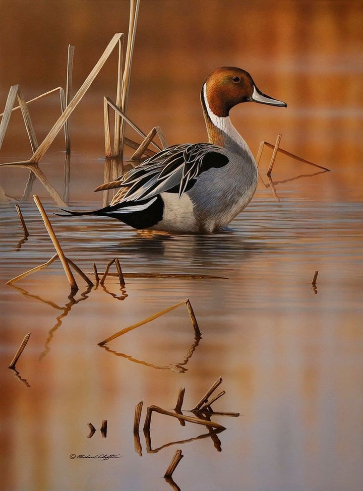 bird