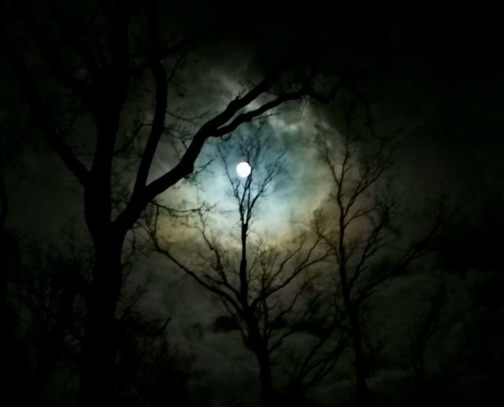 nachts im wald