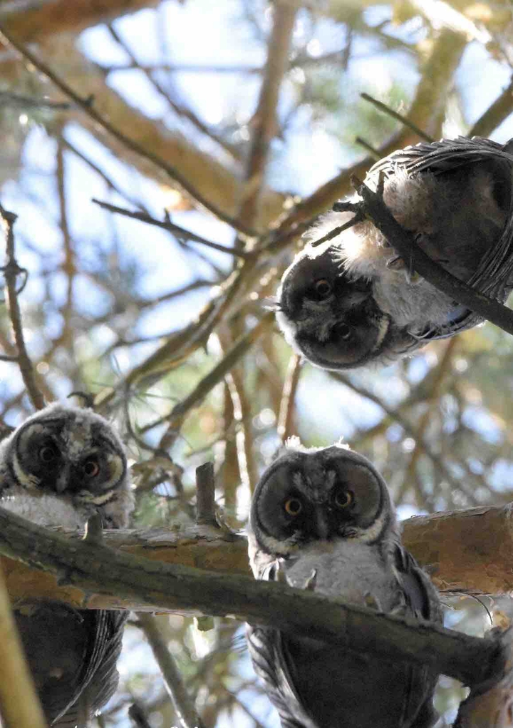 owls