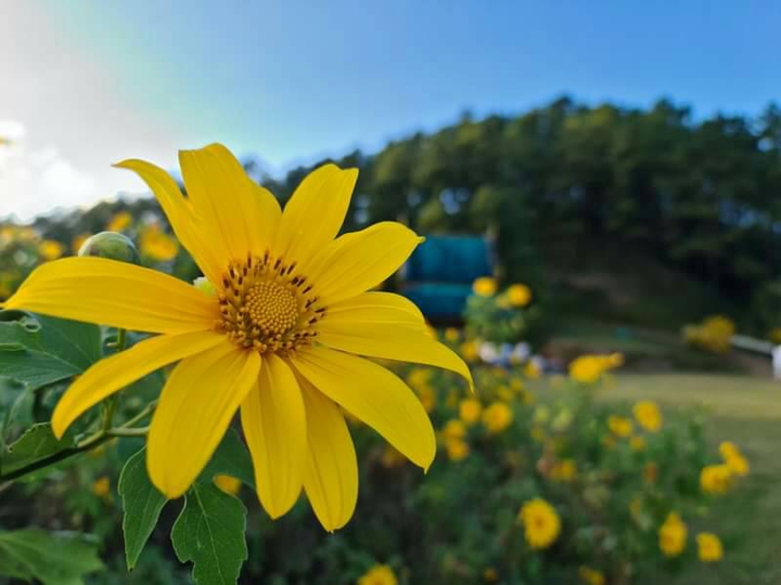 flower