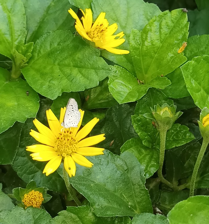 my garden