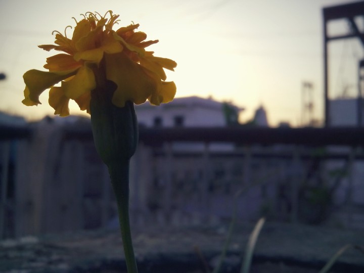 Flowers Love HD