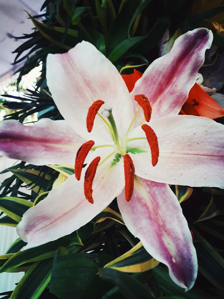 flower