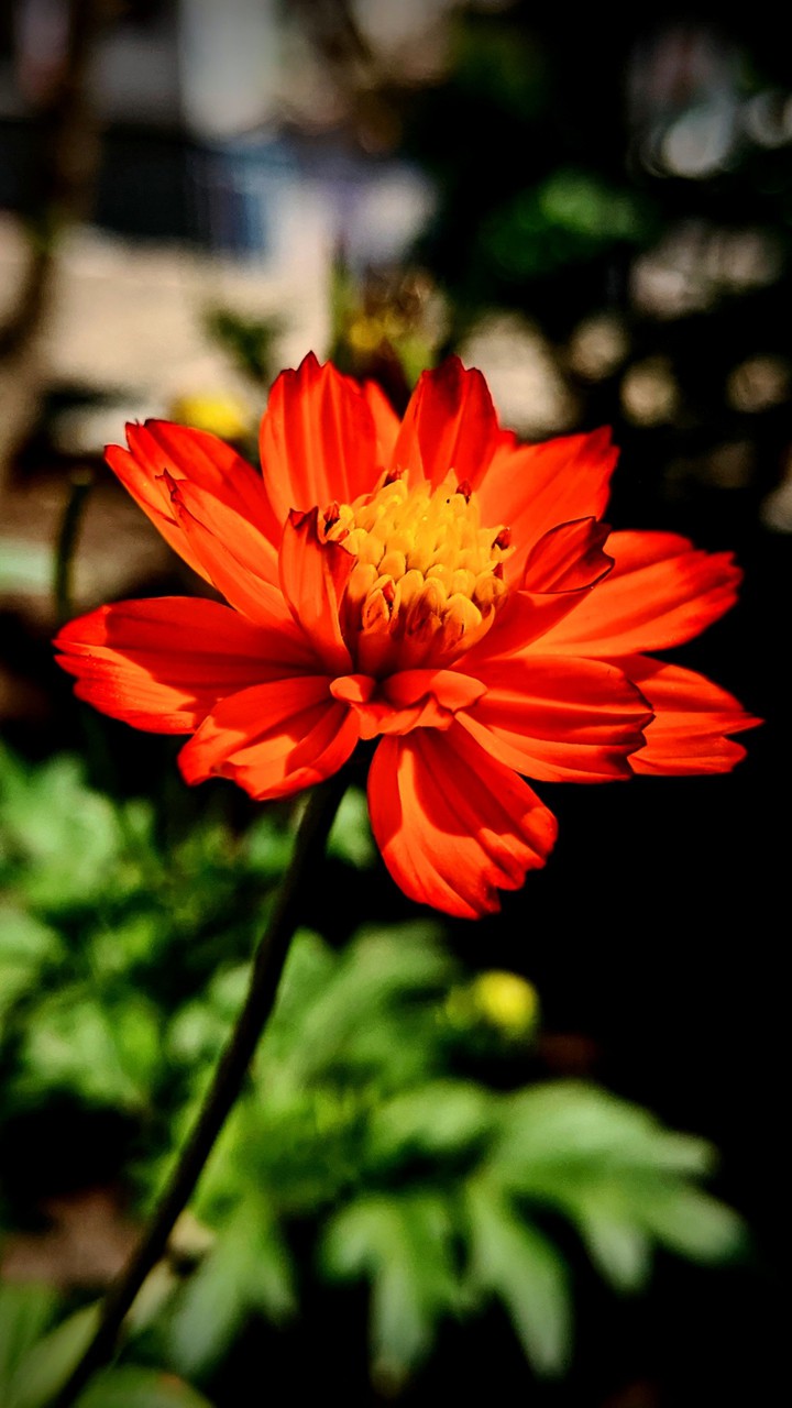 Blossom