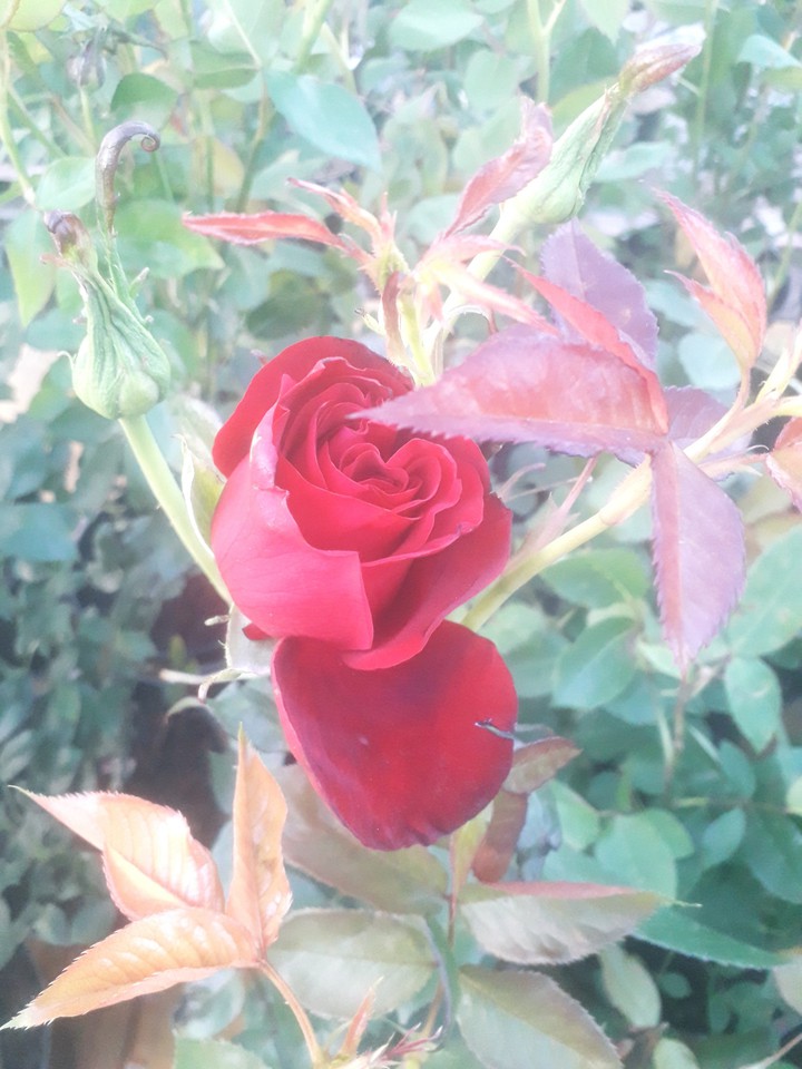 rose