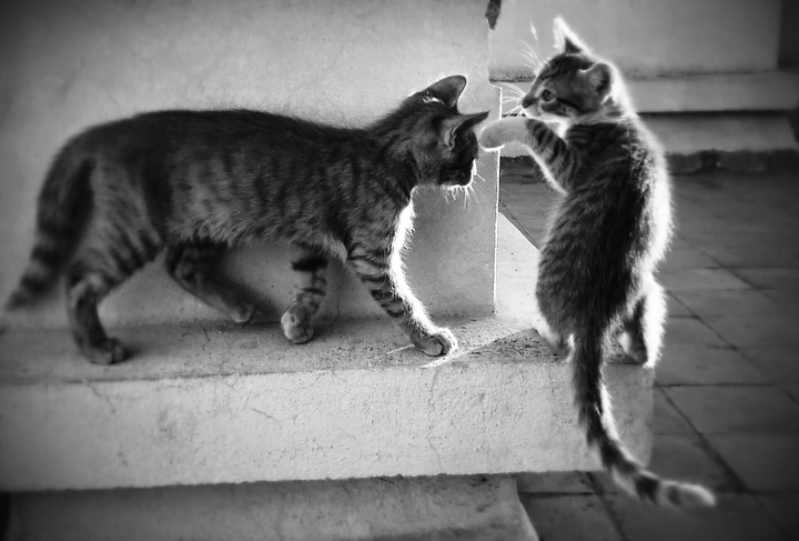 kittens playing