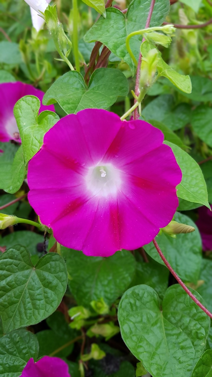 나팔꽃