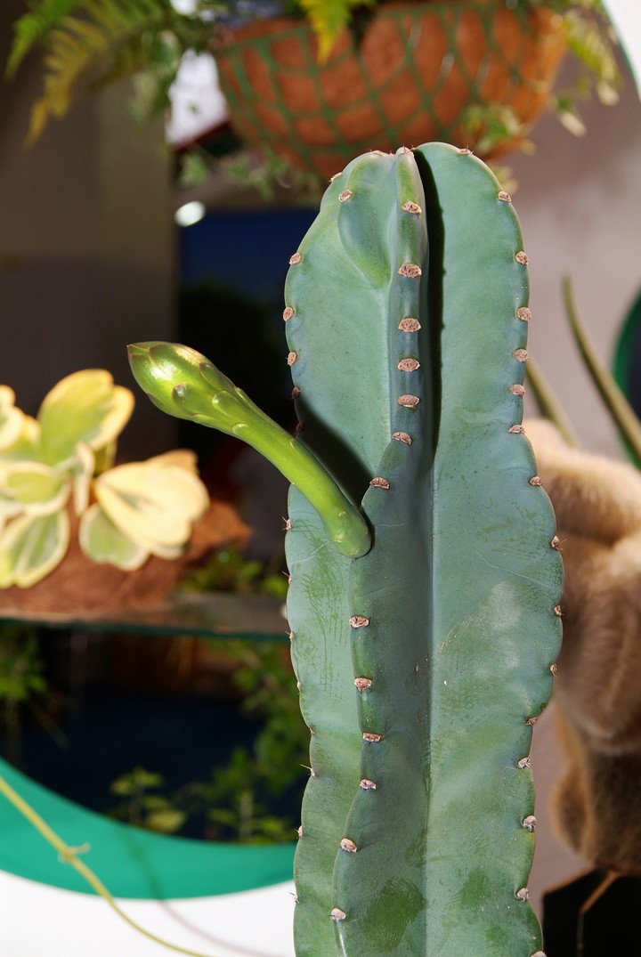 Cactus