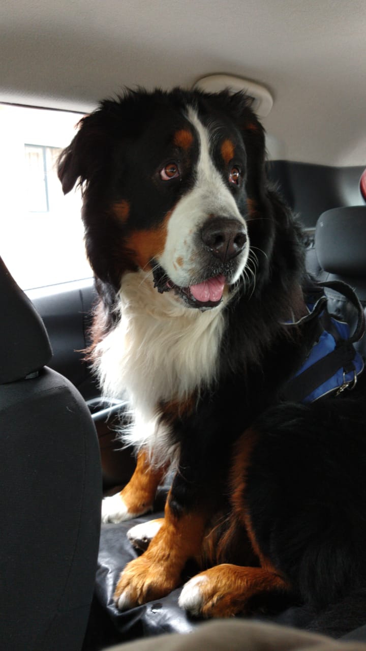 COSMOS THE MOUNTAIN DOG