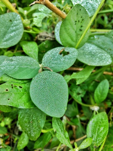 Markup of nature