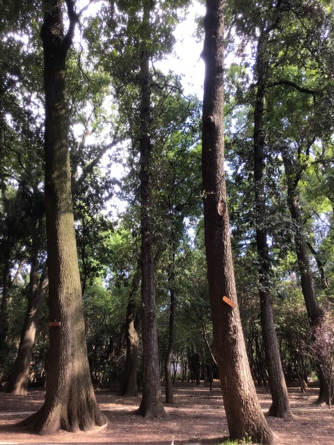 arboles