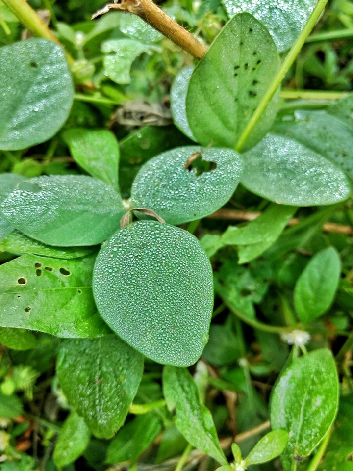 Markup of nature