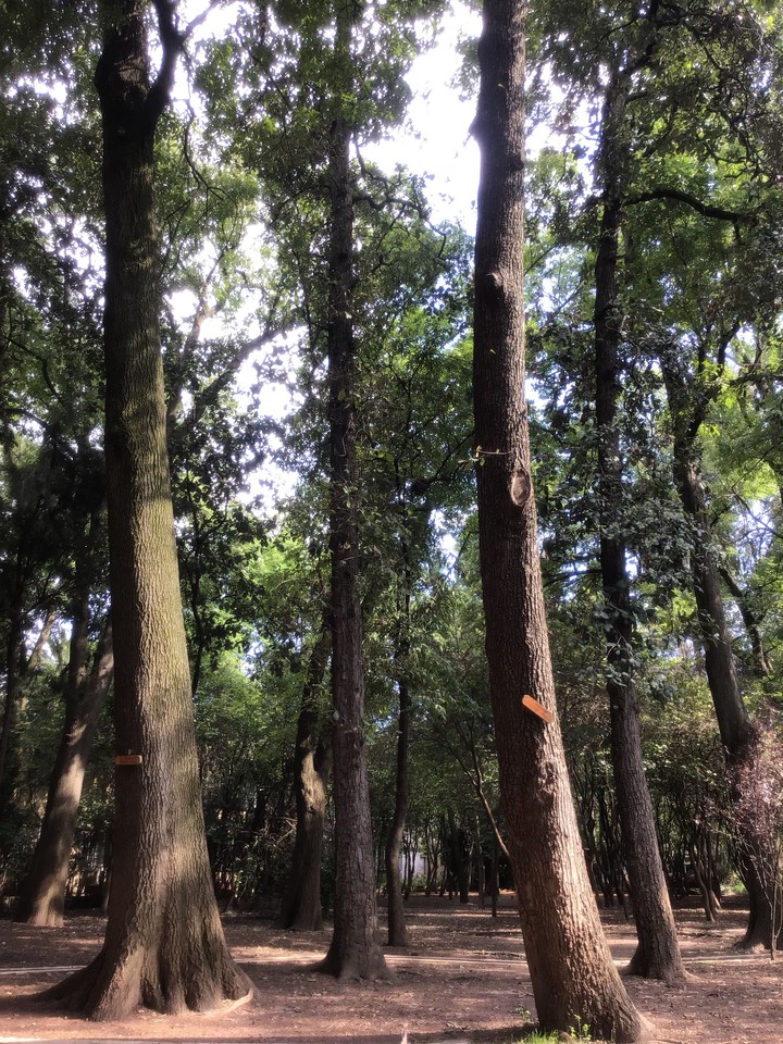 arboles