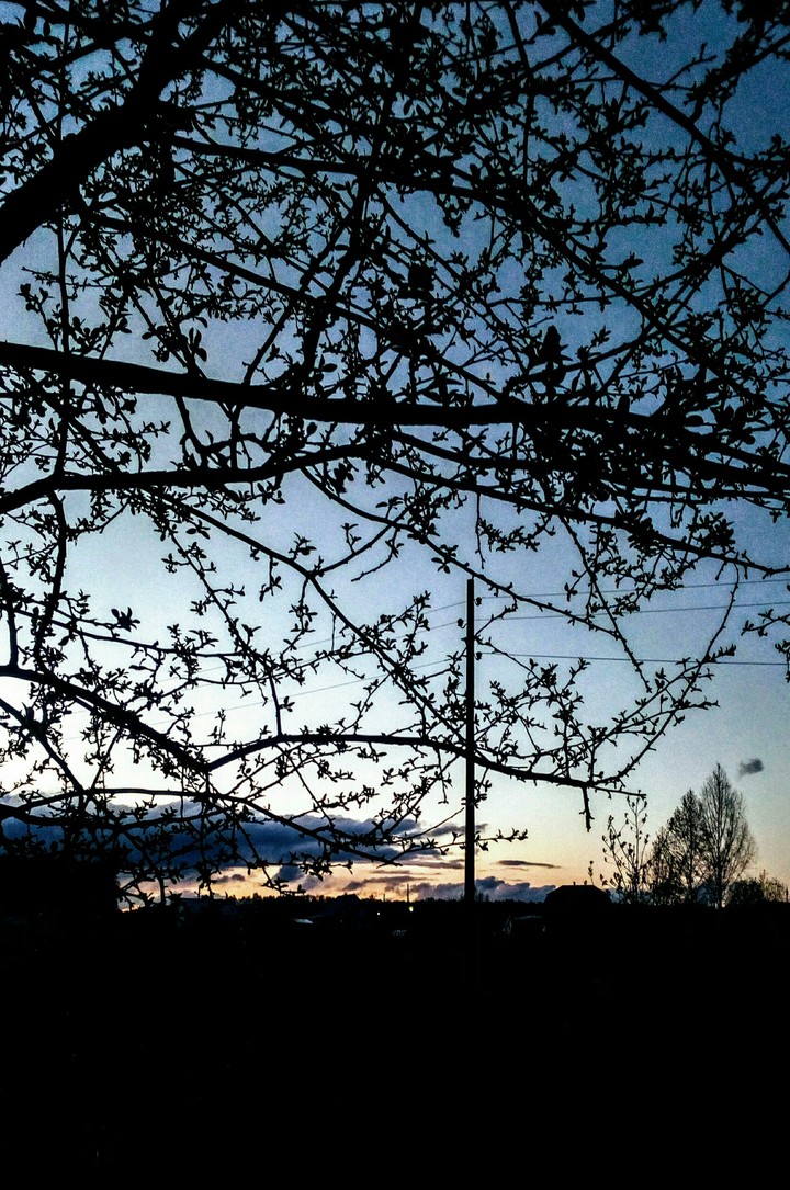 tree