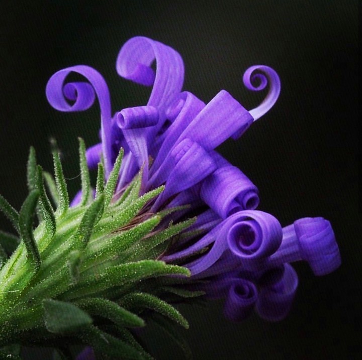 Curly Astra
